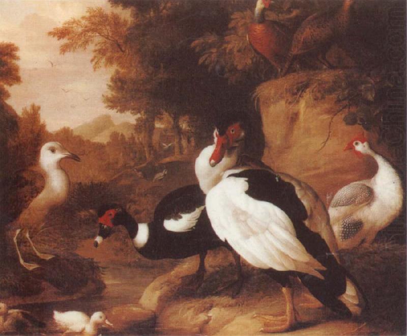 Jakob Bogdani Wild Ducks china oil painting image